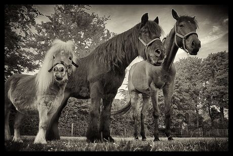 paarden