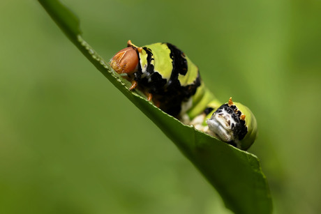 Papilio demodocus