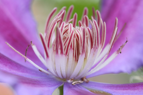 purple flower