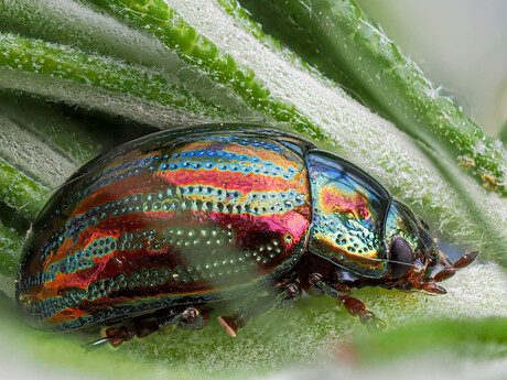 Bladhaantje Macro