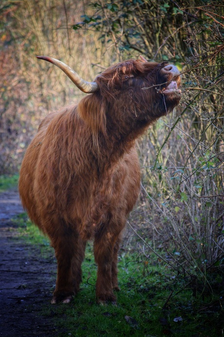 Schotse Hooglanders in hartje Rotterdam