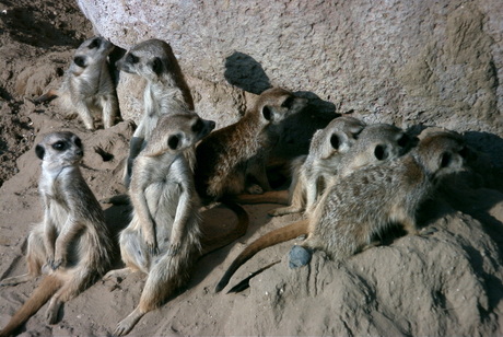 Meerkat mansion