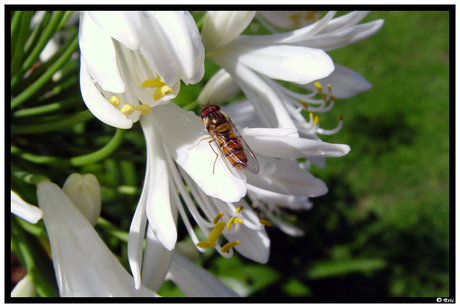 Zweefvlieg op apapanthus bloem