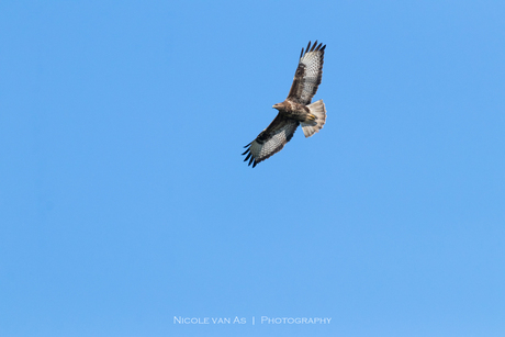 Buizerd.