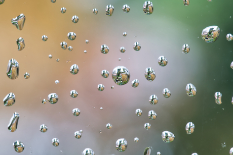 De regendruppels als vergrootglas gebruikt