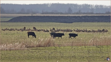 Oostvaardersplassen …