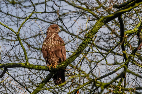 Buizerd ....