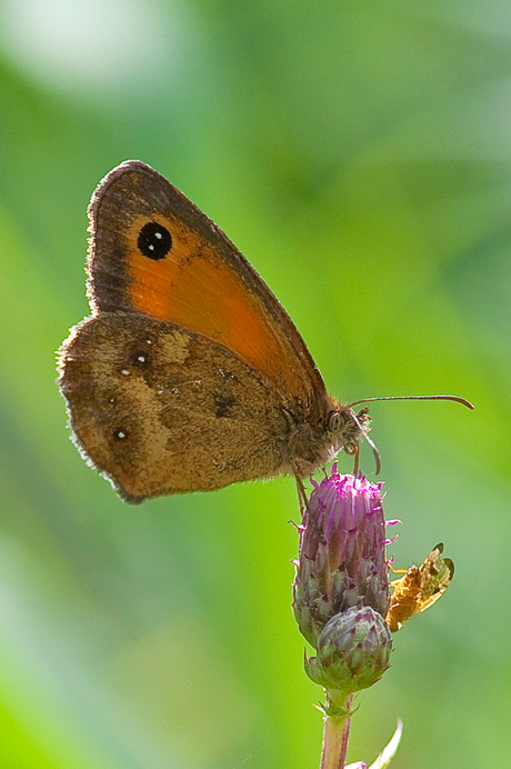 oranje zandoogje