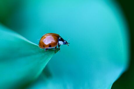 Ladybug ready for take off