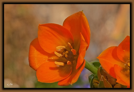 Ornithogalum