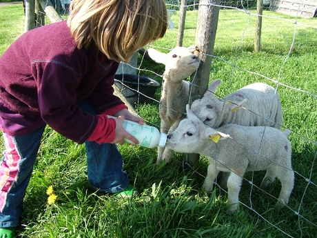 LAMMETJES AAN DE FLES