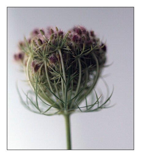 Apiaceae