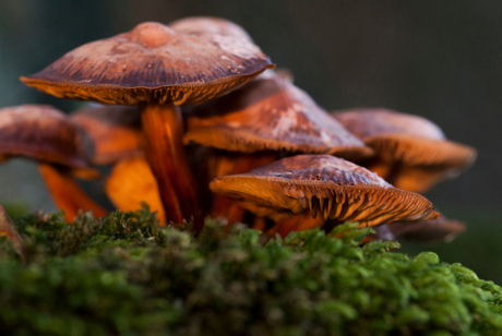 Sunset Mushroom