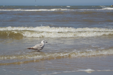 aan zee