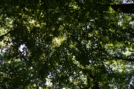 blaadjes aan de bomen