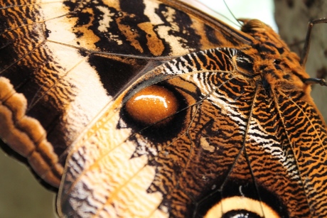 Vlinder in Artis