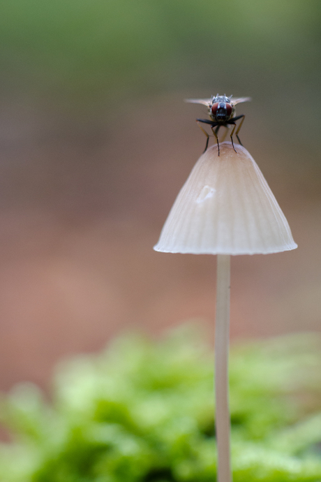Vlieg op paddenstoel