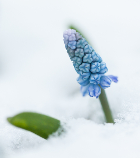 druifje trotseert de sneeuw