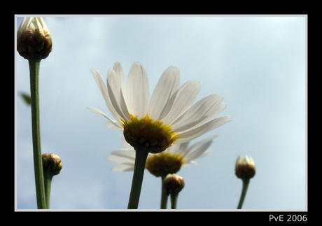 Margrieten