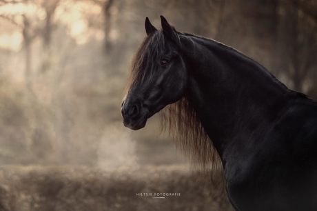 Tymen het Friese paard