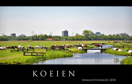 koeien