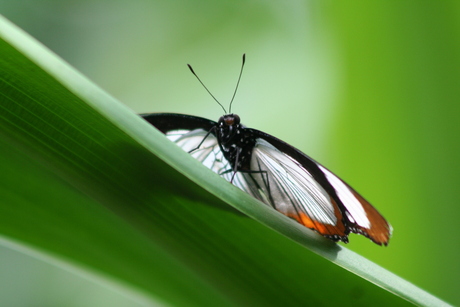 vlinder op blad