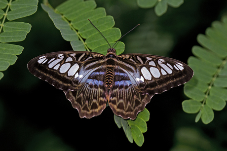 Parthenos sylvia