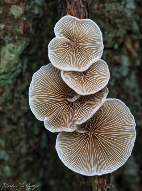 mushroom figures