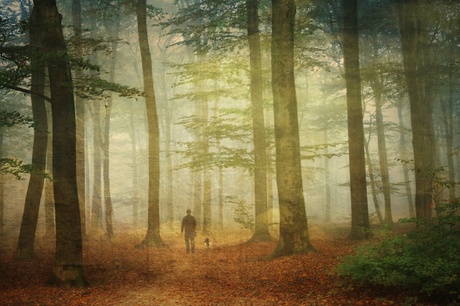 Walk in a misty forest