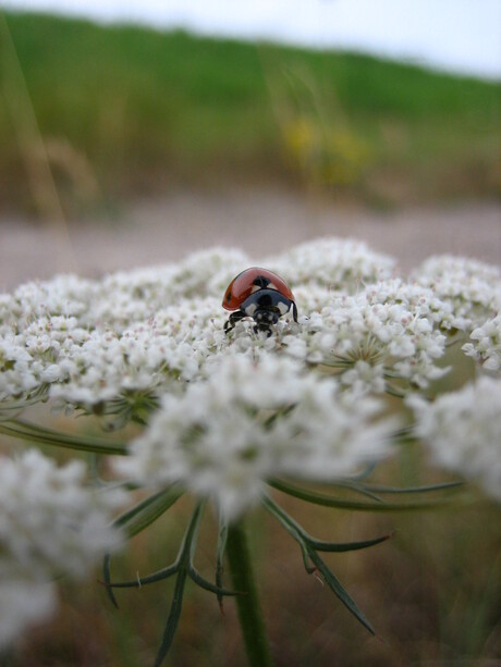 lente in de bol