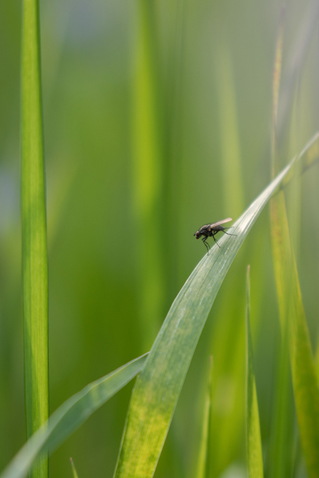 The fly