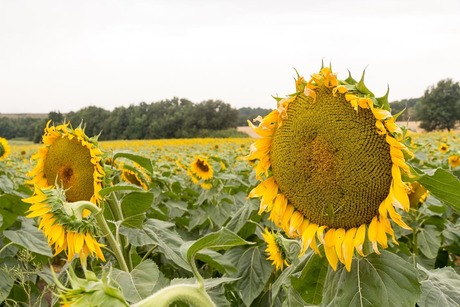 Tournesol