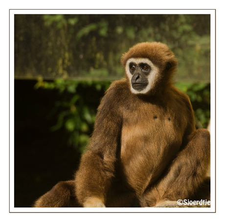 Gibbon