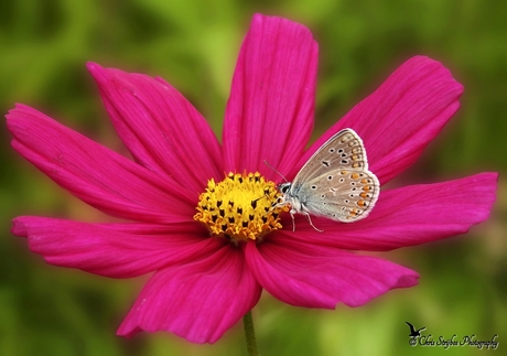 Blauwtje op een cosmea bipinnatus bloem