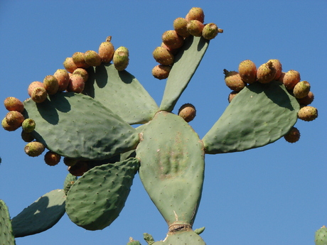 Cactus in de 'knop'