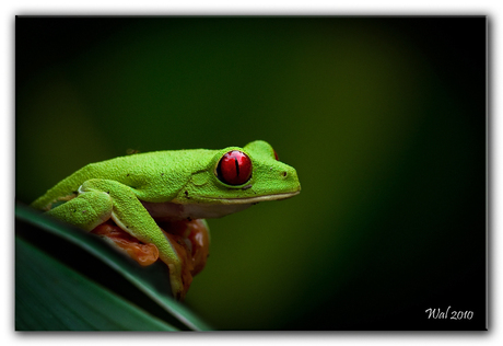 Groene boomkikker