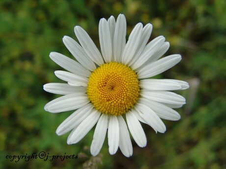 margriet