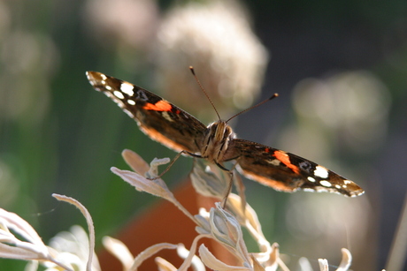 Close-up vlinder