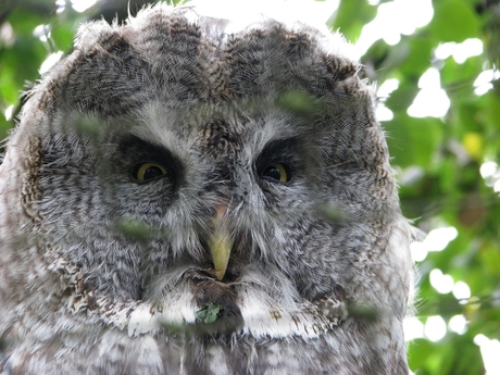 Oehoe in dierenpark.