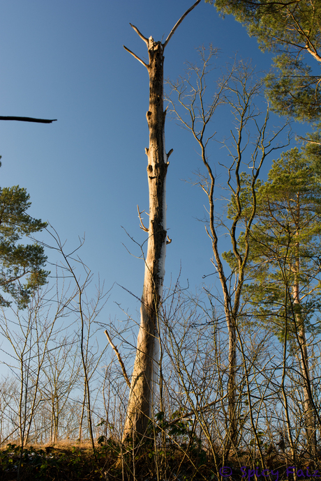 Spechtenflat Soesterduinen