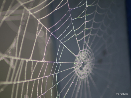 Web