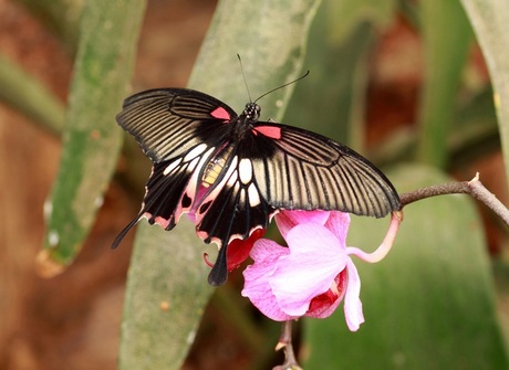 page vlinders (papilio)