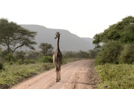 Giraffe aan de wandel