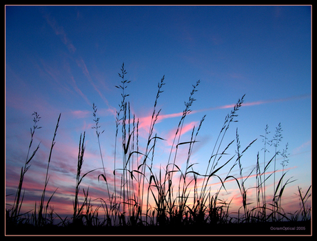 Door de sprieten