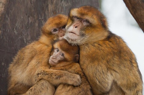 Berberaap familie