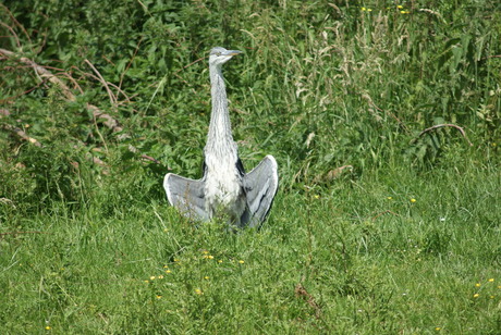 Reiger