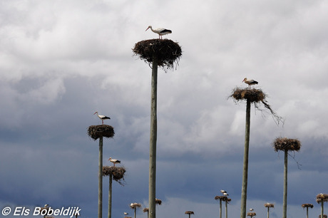 Ooievaars op hun nest in de Extremadura, Spanje