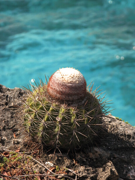 Cactus aan zee