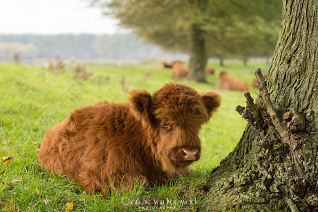 Jonge Schotse Hooglander