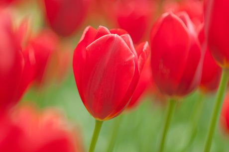rood is de kleur van....